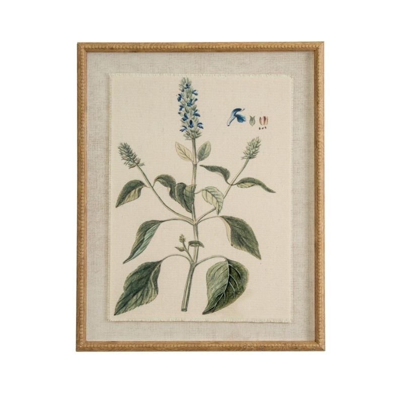 Framed botanical illustration of a plant with leaves and flowers on a beige background