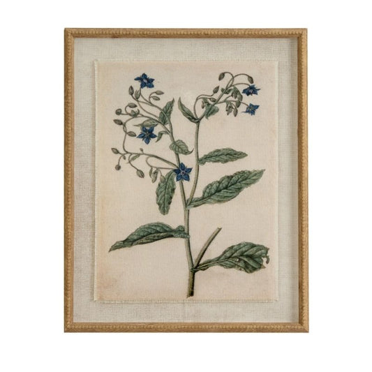 Framed botanical illustration of a plant with blue flowers on a beige background